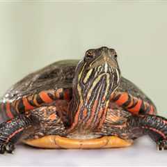¿Por qué las tortugas tienen caparazón? - El blog más completo sobre peces