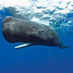El Majestuoso Cachalote: El Gigante de los Océanos - El blog más completo sobre peces