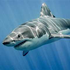 Los tiburones más populares y especiales - El blog más completo sobre peces
