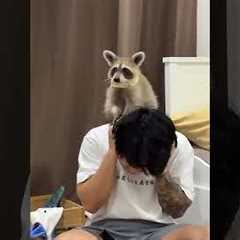 Raccoon Gives Man Shoulder Massage