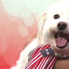 How to keep your pets safe during fireworks – 4th of July tips with Best Friends Animal Society