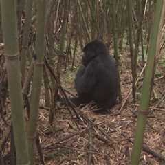 Saving Gorillas: From Houston to Rwanda