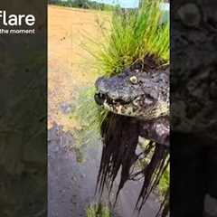 Excavator Finds Live Crocodile In Riverbed || Newsflare