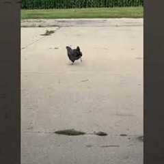 Chubby Rooster Has Funny Waddle