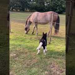 Cute Dog Meets Horse And A Fail
