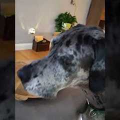 Great Dane Finds His New Arch Enemy