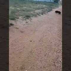 Small Dog Gets Yeeted By Zoomies