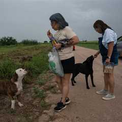 Texas city debates pet limit to reduce dog, cat population