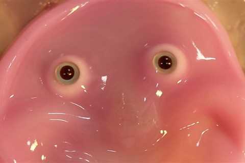 Robots Get a Fleshy Face (and a Smile) in New Research