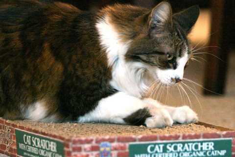 Stop Your Cat From Scratching Furniture With These Science-Backed Strategies