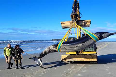 Why scientists are marveling at a potential spade-toothed whale sighting