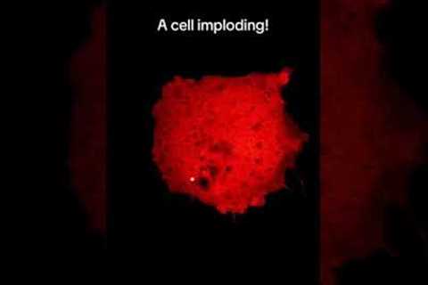 Watch A Cell IMPLODE Up-Close