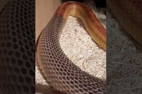 Snake Shedding It's Skin Perfectly (Satisfying)