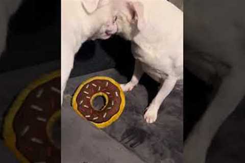 Two Dogs Growl Over Toy Doughnut