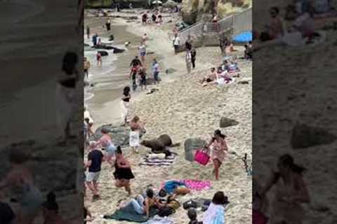 Aggressive Seal Chases People At Beach