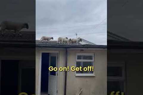 Flock Of Sheep Chilling On Her Roof