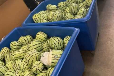 Meth worth millions found at California border disguised as watermelon