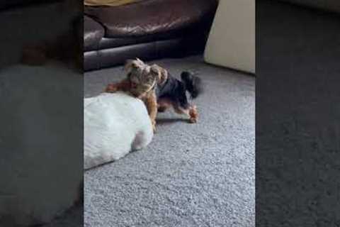 Cheeky Puppy Makes A Move On Big Bro