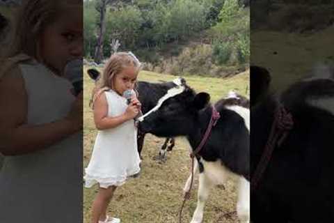 Adorable Baby Cow And Girl Interview