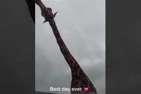 Feeding a Giraffe at a Safari Park