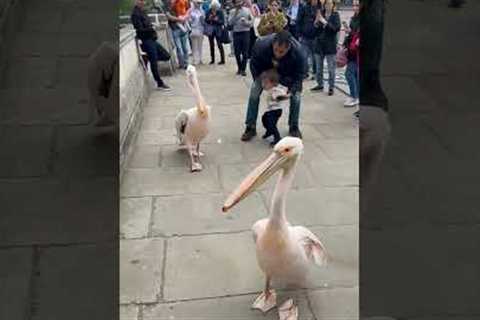 Boy's Friendship Rejected By Pelican