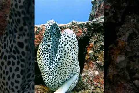 Diver Petting a Cute Moray Eel