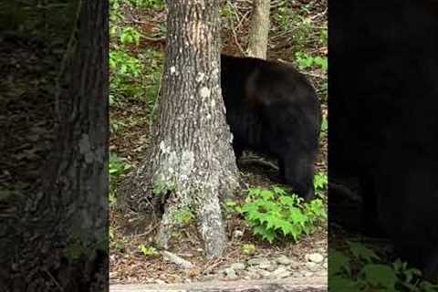 A Bear Stole My Chips