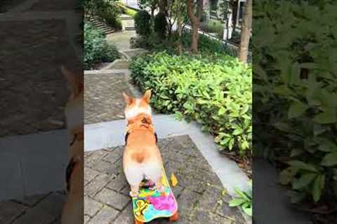 Skate Corgi Conquers Staircase