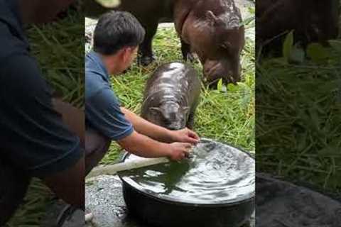 Baby Hippo Refuses To Take A Bath