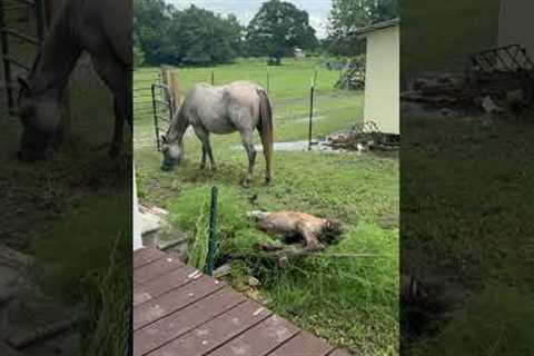 Baby Horse Takes a Tumble