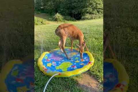 Deer & Raccoon Play On Splash Pad