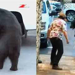 Brave Man Scares Off Hungry Black Bear