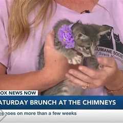 Caturday Brunch benefitting Humane Society of South Mississippi