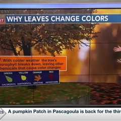 Weather Why: Why do the leaves change colors?