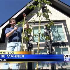 Tupelo family close to breaking record for tallest okra plant