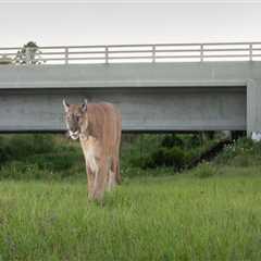 Political Campaigns in Lee County, FL: Addressing Climate Change