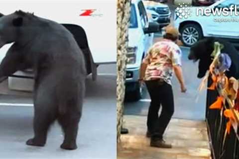 Brave Man Scares Off Hungry Black Bear