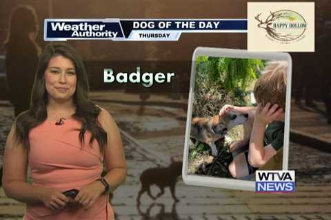 Dog Walk Forecast for Oct. 3rd – Badger