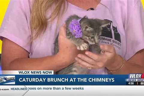 Caturday Brunch benefitting Humane Society of South Mississippi