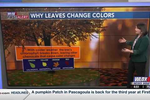 Weather Why: Why do the leaves change colors?