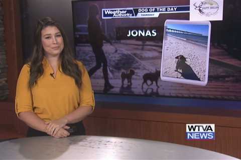 Dog Walk Forecast for Oct 17 – Jonas