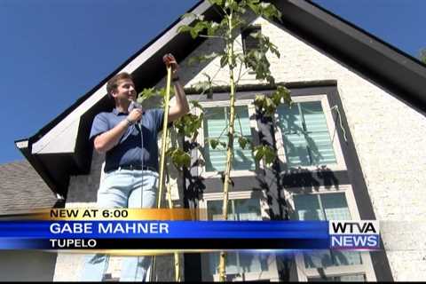 Tupelo family close to breaking record for tallest okra plant