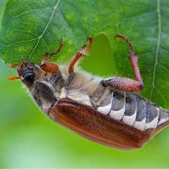 Plants Are Becoming Less Nutritious Because of Climate Change, Impacting Herbivores From Insects to ..