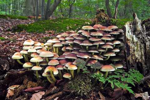 ‘Mind-Blowing’: Study Shows Fungal Networks Can Solve Problems and Make Decisions