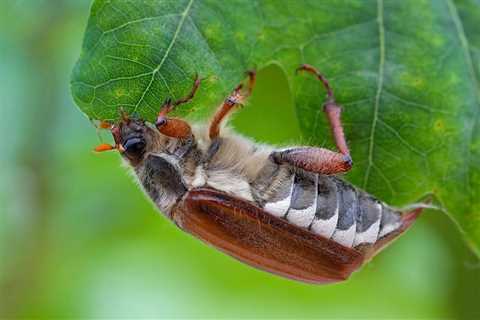 Plants Are Becoming Less Nutritious Because of Climate Change, Impacting Herbivores From Insects to ..