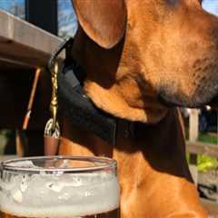 Brewery Events in Clackamas County, Oregon: Can You Bring Your Dog?