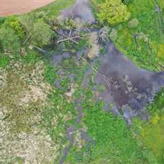 In Milestone for Nature Recovery, England to Reintroduce Beavers to the Wild