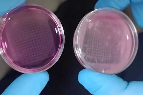 Could a 3D-Printed Skin Imitation Replace Animal Testing for Cosmetics?