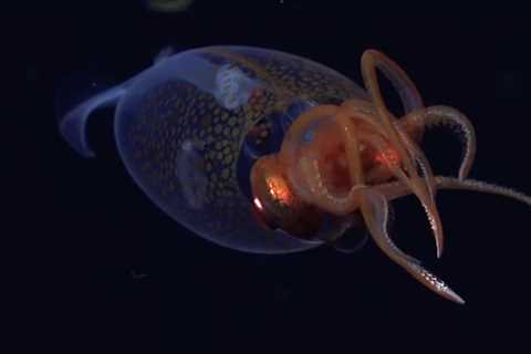 Colossal Squid Captured in Unprecedented Deep Sea Footage