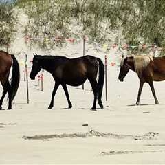 The Insider's Guide to Horse Shows in Currituck County, North Carolina